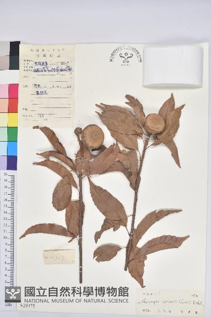 後大埔石櫟、煙斗柯藏品圖，第1張