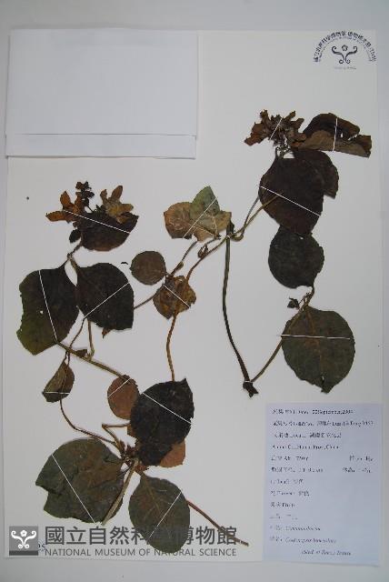 羊乳、四葉參藏品圖，第1張