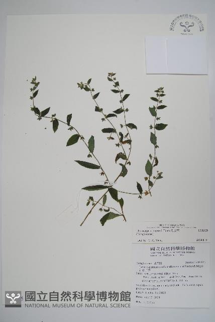 盾果草藏品圖，第1張