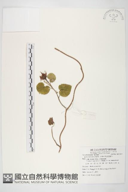 銳葉牽牛藏品圖，第1張