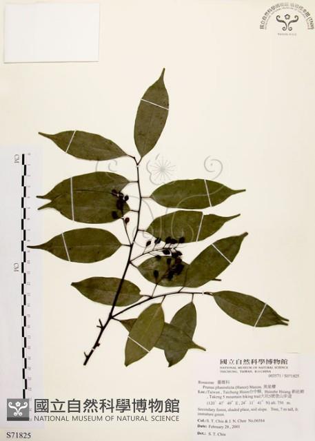 墨點櫻桃、黑星櫻藏品圖，第1張