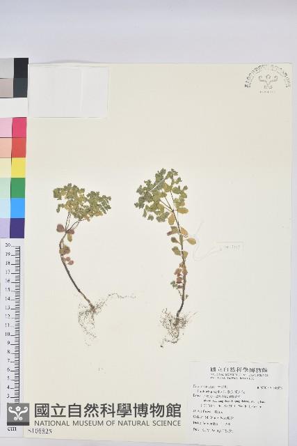 荸艾類大戟藏品圖，第1張