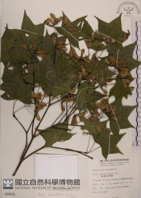 青楓藏品圖，第1張