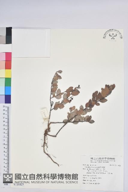 登錄號:S118825藏品圖，第1張