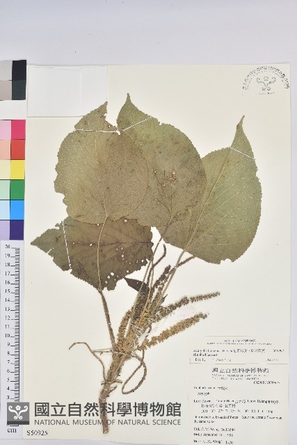 紅頭鐵莧、蘭嶼鐵莧藏品圖，第1張