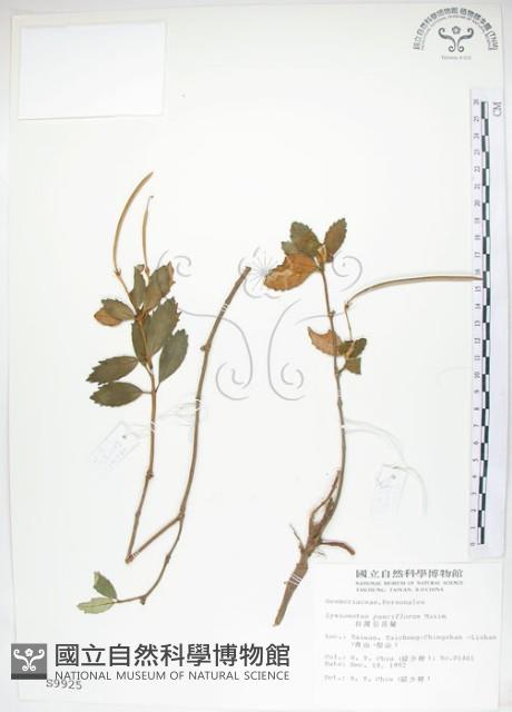 石吊蘭、吊石苣苔藏品圖，第1張