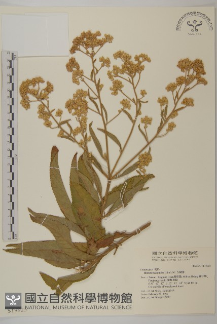 艾納香藏品圖，第1張