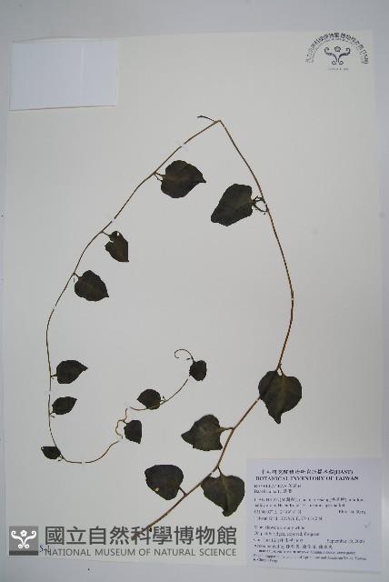 落葵藏品圖，第1張