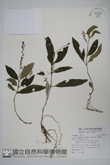 針刺草藏品圖，第1張