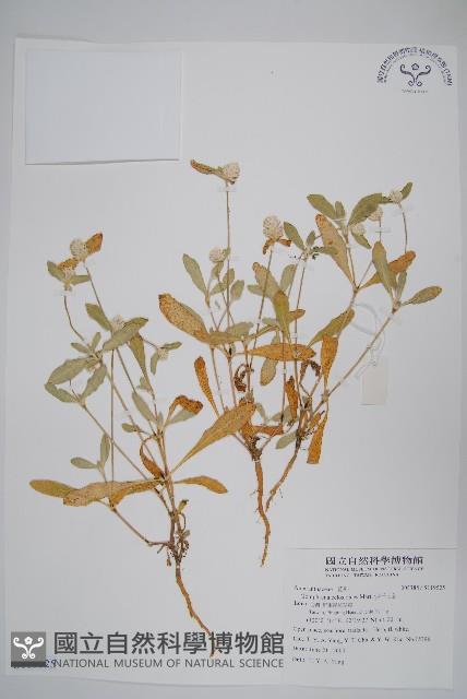 假千日紅藏品圖，第1張