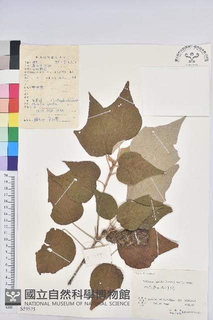 白背葉藏品圖，第1張