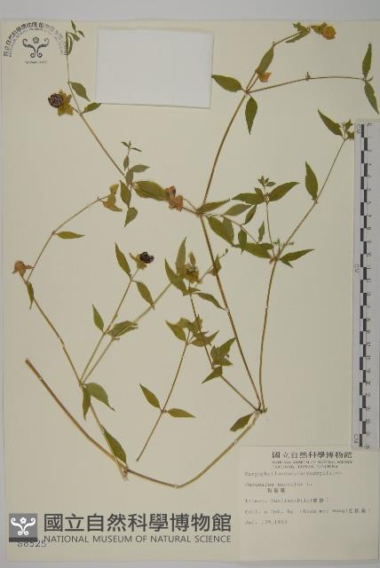 狗筋蔓藏品圖，第1張