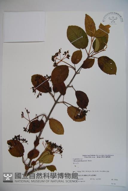 莢迷藏品圖，第1張