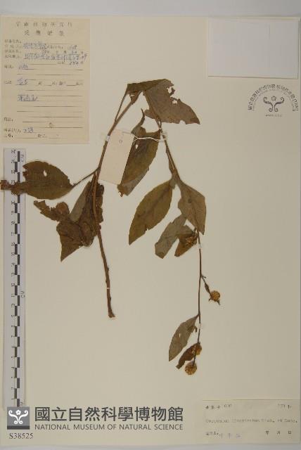 煙管草藏品圖，第1張