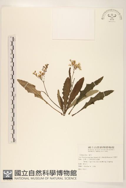 刀傷草藏品圖，第1張