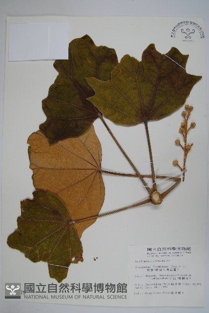 華參、裡白八角金盤藏品圖，第1張