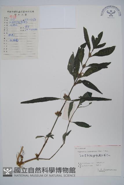 柳葉水蓑衣藏品圖，第1張