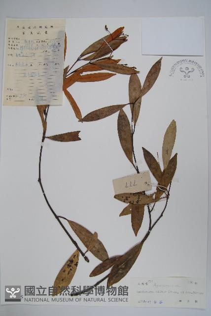 小錦蘭藏品圖，第1張