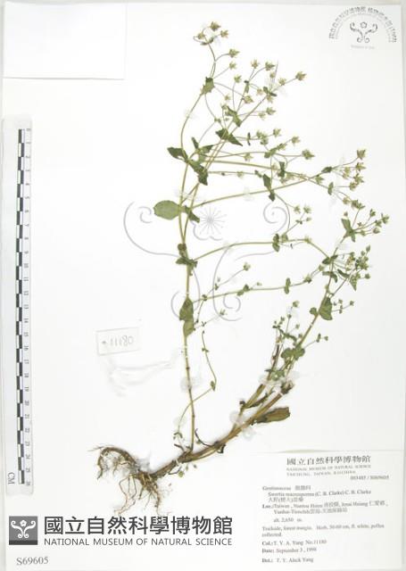 大籽當藥、巒大當藥藏品圖，第1張