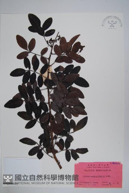 巴西乳香、巴西胡椒木藏品圖，第1張