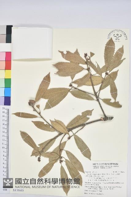 赤皮、赤皮椆藏品圖，第1張