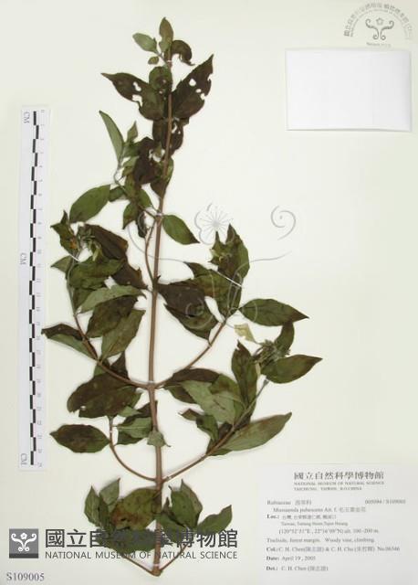 毛玉葉金花藏品圖，第1張