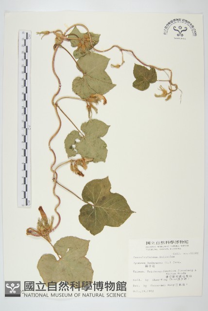 碗仔花藏品圖，第1張