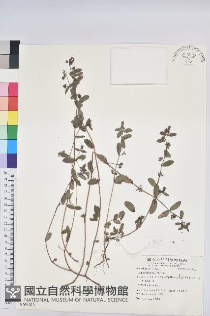 乳仔草藏品圖，第1張