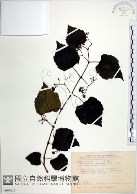 漢氏山葡萄藏品圖，第1張