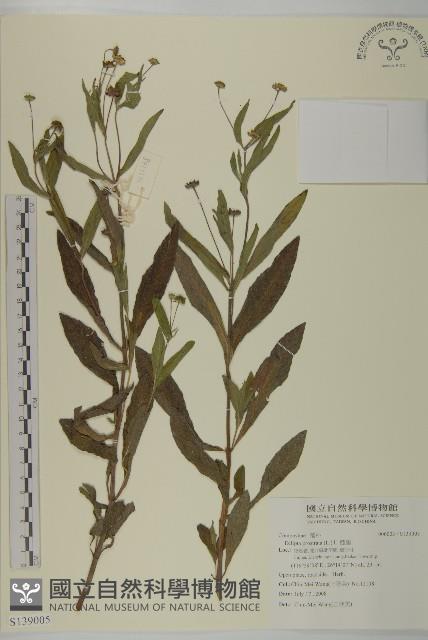 鱧腸藏品圖，第1張