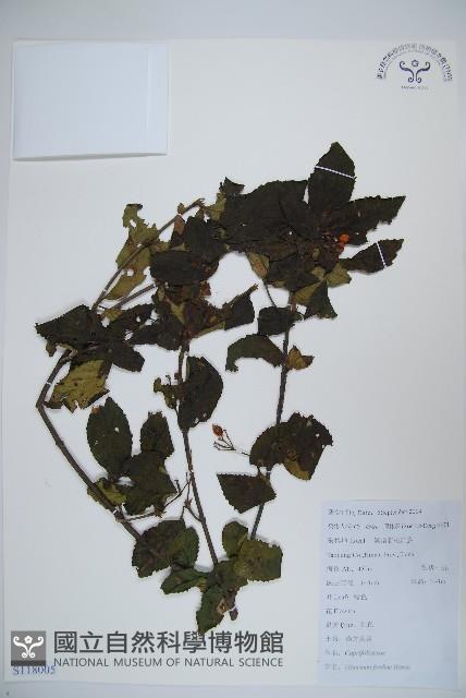 南方莢迷藏品圖，第1張