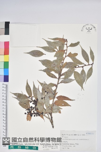 珍珠花、長尾葉越橘藏品圖，第1張