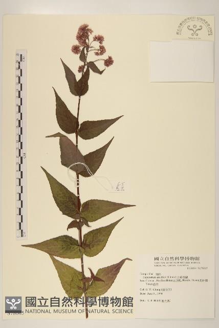 腺葉澤蘭藏品圖，第1張