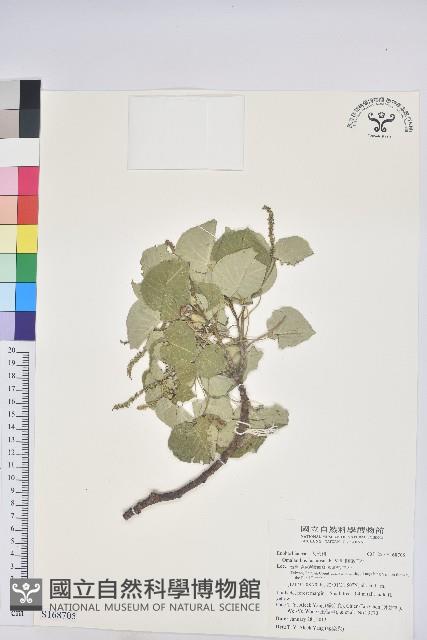 Accession Number:S168705 Collection Image