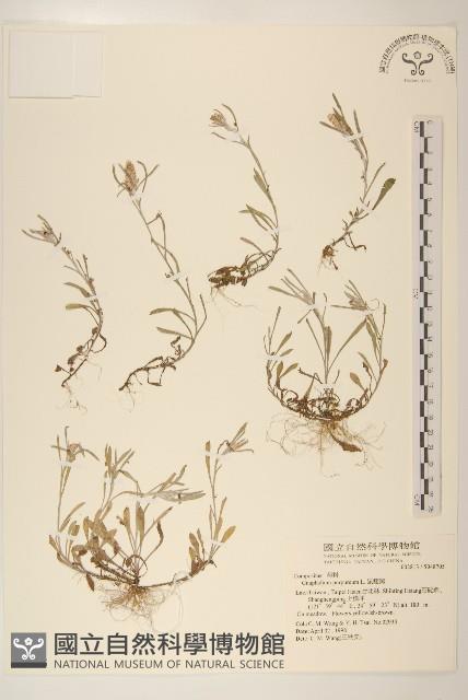 鼠麴舅藏品圖，第1張