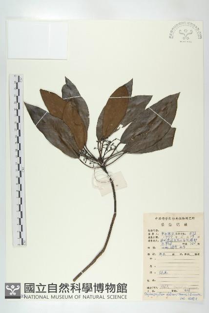 俄氏虎皮楠、蘭嶼虎皮楠、虎皮楠藏品圖，第1張