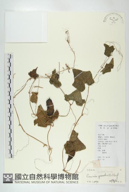 紅瓜藏品圖，第1張