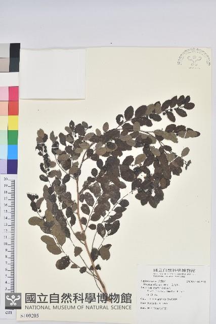 紅仔珠藏品圖，第1張