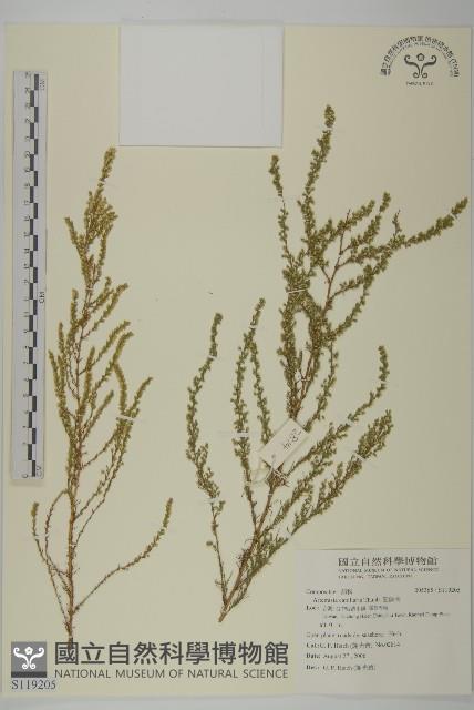 茵蔯蒿藏品圖，第1張