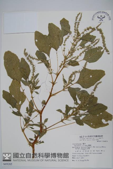 刺莧藏品圖，第1張