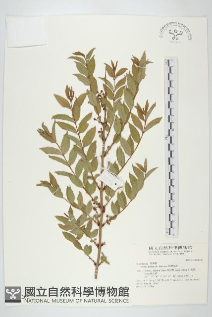 臺灣馬桑藏品圖，第1張