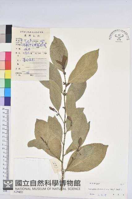 白樹藏品圖，第1張