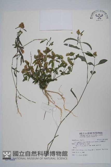 柳葉鱗球花藏品圖，第1張