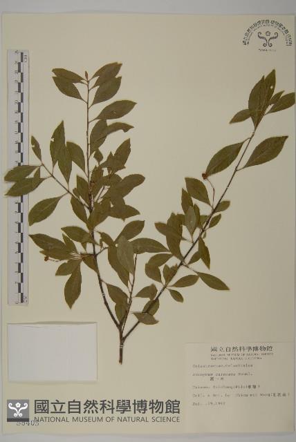 厚葉衛矛, 源一木藏品圖，第1張