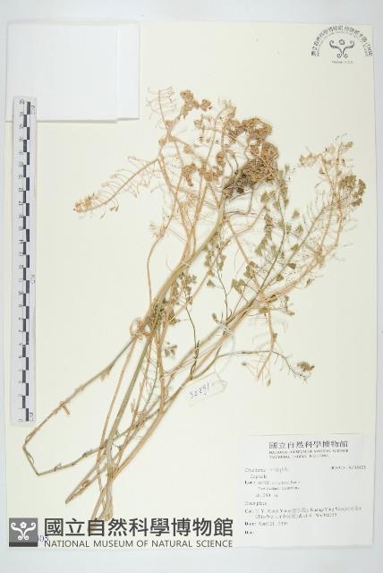 登錄號:S138405藏品圖，第1張