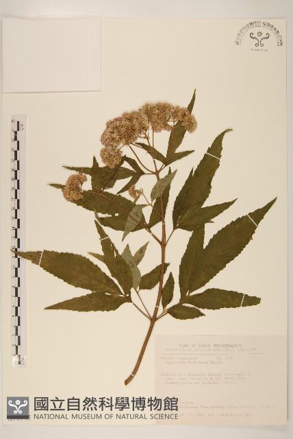 臺灣澤蘭藏品圖，第1張