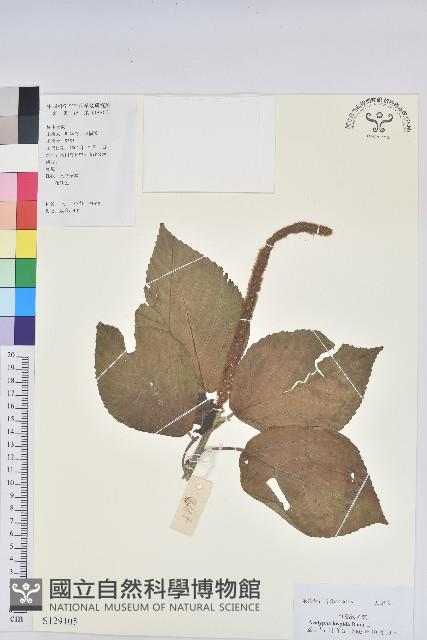 紅花鐵莧、長穗鐵莧藏品圖，第1張