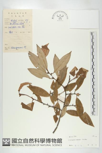 藤胡頹子藏品圖，第1張