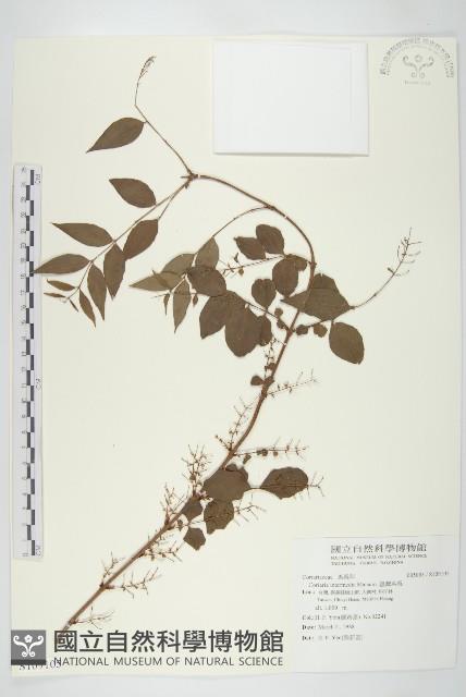 臺灣馬桑藏品圖，第1張