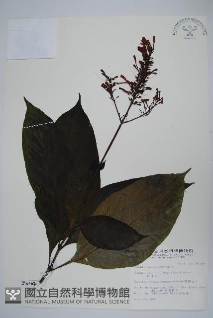 紅樓花藏品圖，第1張